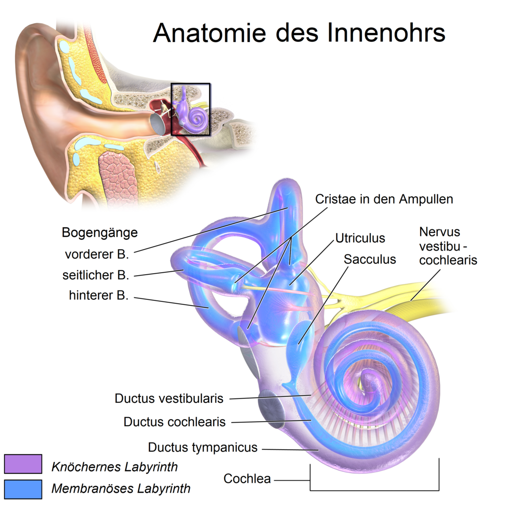 Anatomie_des_Innenohrs